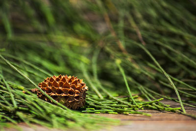 Close-up of pine cone on field