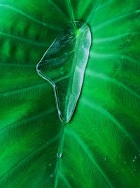 Close-up of water drops on leaf