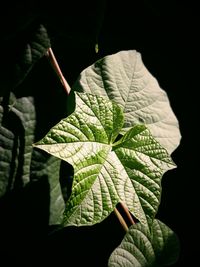Close-up of leaves against black background