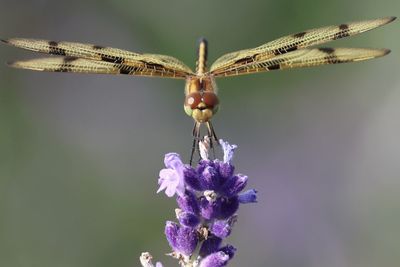 Close-up of dragonfly on flower