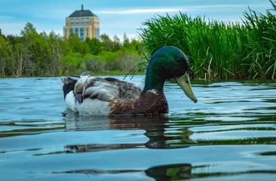 Duck swimming in lake