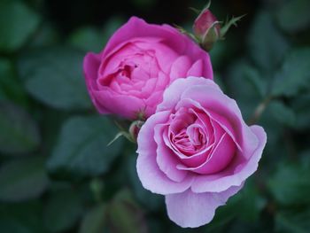 Close-up of pink rose