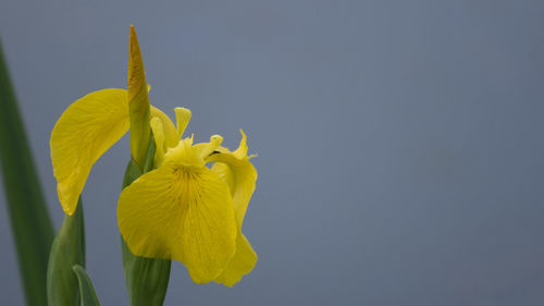 Close-up of yellow daffodil against blue sky