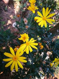 Close-up of yellow flowers