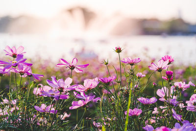 Close-up of pink flowering plants on field