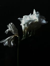 Close-up of flower over black background