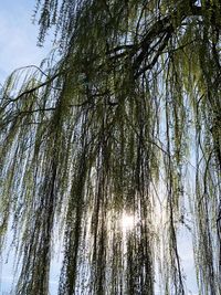 Low angle view of trees in forest against sky