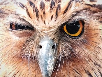 Close-up portrait of owl