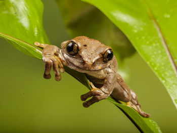 Close-up of lizard on plant