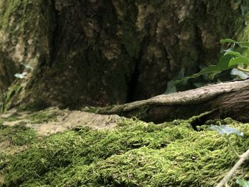 Close-up of moss growing on rock