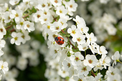 Close-up of ladybug on flower