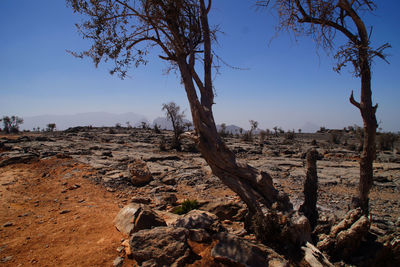 Trees on landscape against clear blue sky