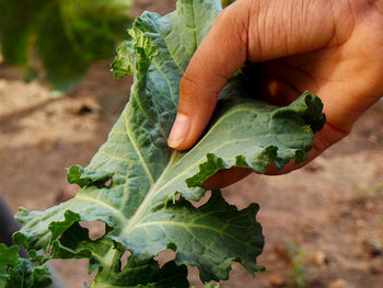 Warm close up of a hand holding green, leafy kale in a vegetable garden