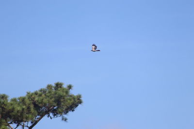 Low angle view of bird flying in sky