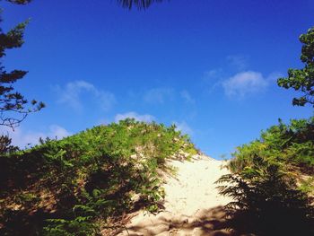 Trees against blue sky