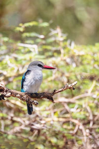 Close-up of bird perching on branch