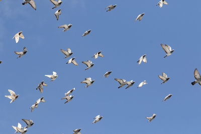 Low angle view of birds flying in sky