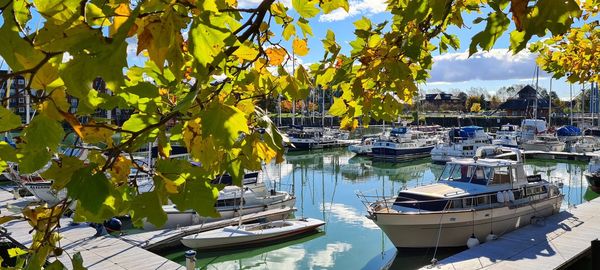 Sailboats moored at harbor