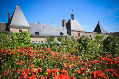 Flowering plants by building against blue sky