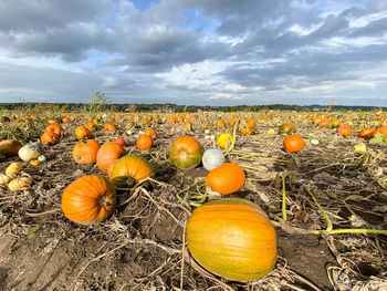 Pumpkin patch