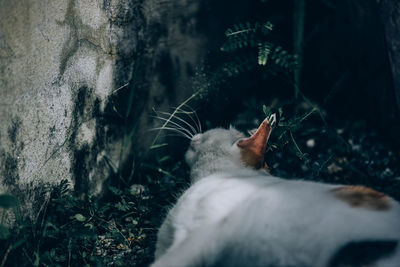 Close-up of a cat