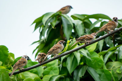 Bird perching on a plant