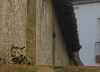 Close-up of cat