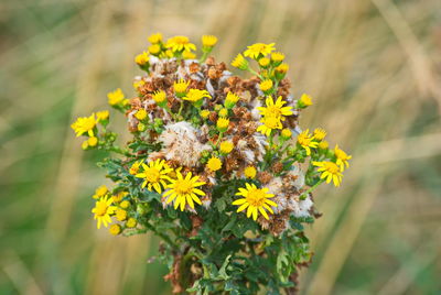 Close-up of yellow flowering plant