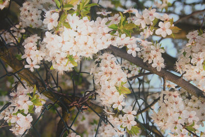 Close-up of white flowers blooming on tree