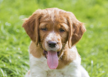 Close-up portrait of dog