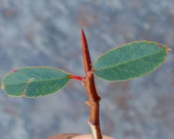 Close-up of insect on plant