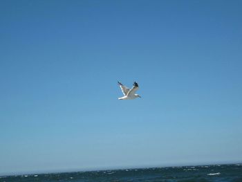 Bird flying over sea