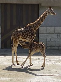 Giraffe standing in zoo