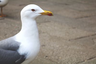 Close-up of seagull