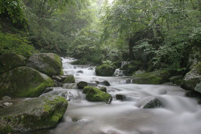 Stream flowing through rocks in forest