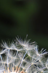 Close-up of dandelion