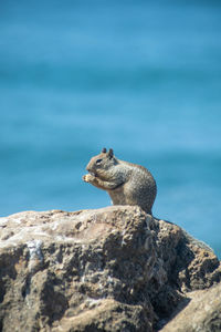 Squirrel eating nut