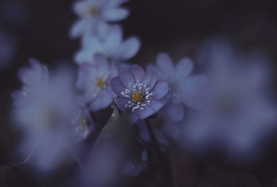 Close-up of purple flowering plant