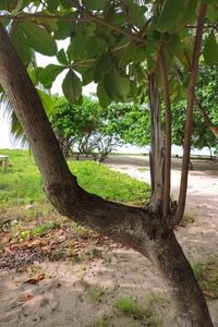 Trees on landscape