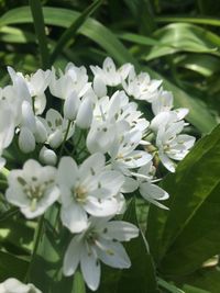 Close-up of white flowers blooming outdoors