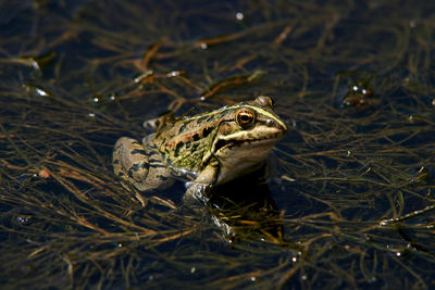 Close-up of frog on land