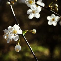 Close-up of white flowers