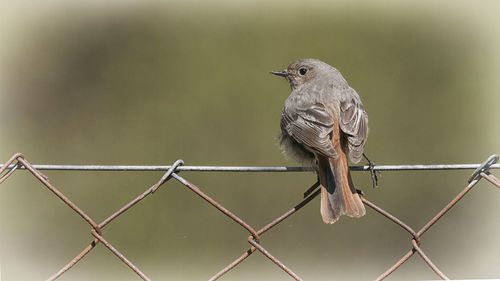 Close-up of bird perching on chainlink fence