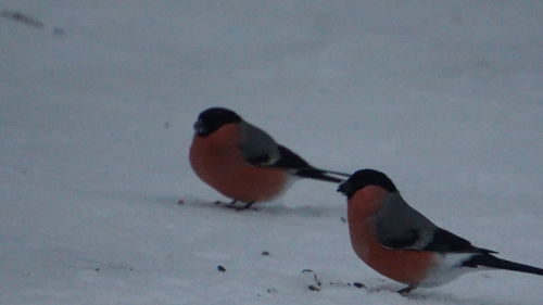 Close-up of bird perching on snow