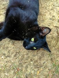 High angle portrait of black cat on field
