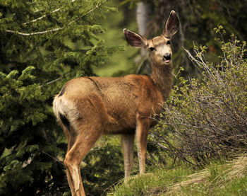 Mule deer on the grand mesa in colorado