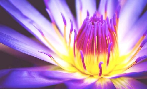Close-up of purple flower