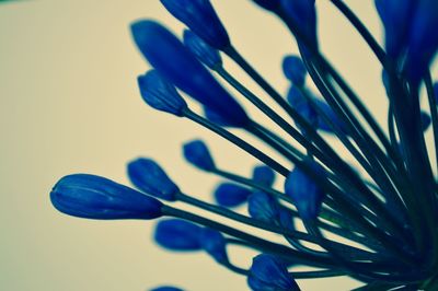 Close-up of plant against blue sky