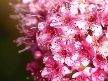 Close-up of pink flowers