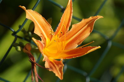 Close-up of yellow flower